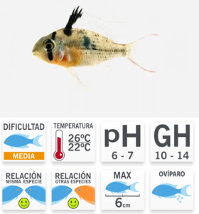 Ramirezi Rubi o Boliviano