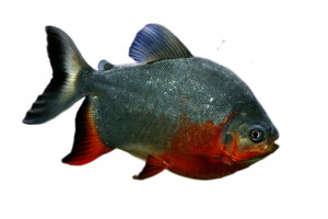 Piraña Red Pacu