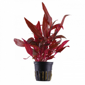 Alternanthera reineckii Rosanervig Maceta
