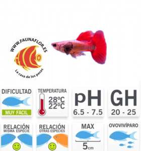 Guppy Dumbo Platino Rojo macho