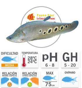 Pez Cuchillo Chitala