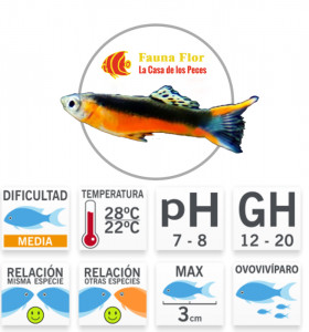 Guppy Endler Santa Maria pareja