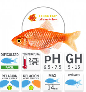 Barbo Conchonius Rojo 
