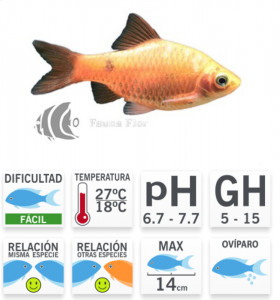 Barbo Conchonius Dorado