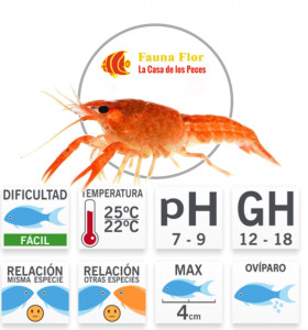  Langosta Enana Naranja