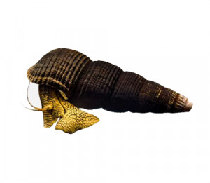 Caracol Conejo Amarillo