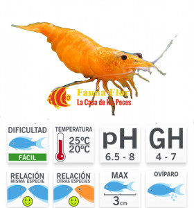 Gamba Orange Platinum