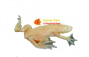 Ranita o sapito de unas dorado