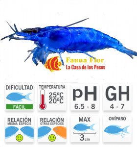 Gamba Azul Dream