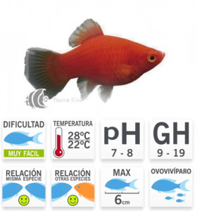 Platy Rojo Coral xs