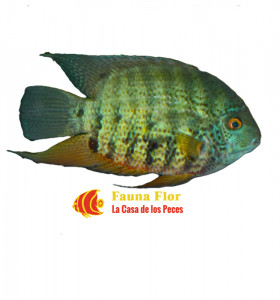 Heros Severum