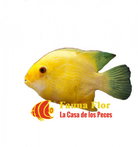 Severum Dorado