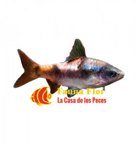Barbo Arulius