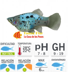 Platy Azul Coral Calico