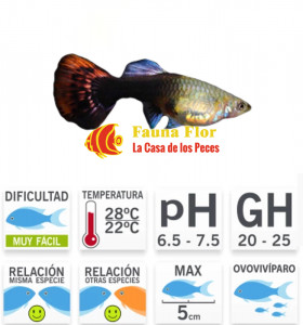 Guppy Hembra Cobra Red