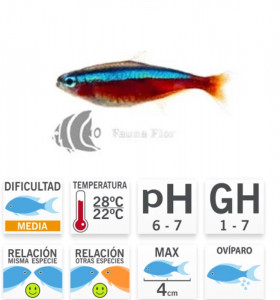 Tetra Neón Cardenal  L