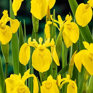 Iris Pseudacorus Maceta