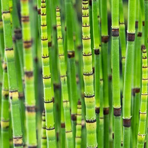 Equisetum Japonicum Maceta