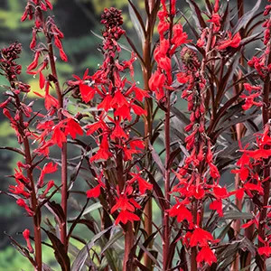 Lobelia Cardinalis Maceta