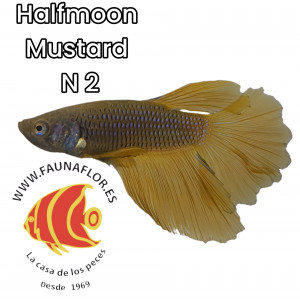 Bettas Halfmoon Mustard Gas N2