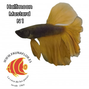 Bettas Halfmoon Mustard Gas N1
