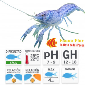 Langosta Enana Azul