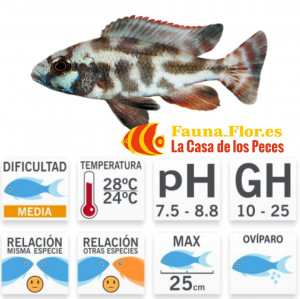 Haplochromis Livingstoni