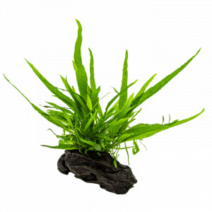 Microsorum Pteropus Nano Manglar