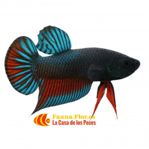 Betta Imbellis o Betta Pacifico
