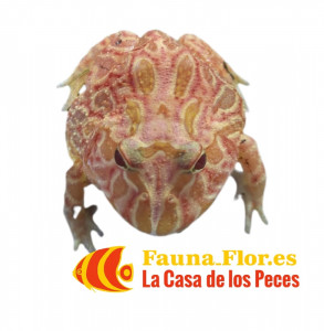 Rana Pacman Strawberry