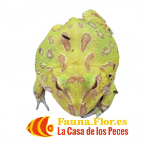 Rana Pacman Albino