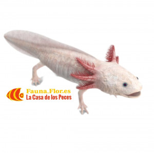 Axolote Mexicano Ambystoma mexicanum Dorado