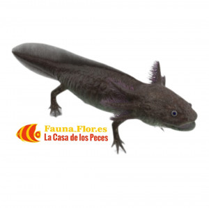 Axolote Mexicano (Ambystoma mexicanum)
