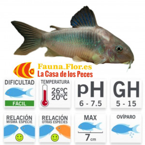 Corydora Aeneus /schultzei