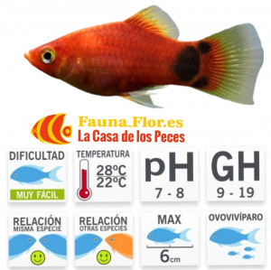 Platy Rojo Coral mickey 