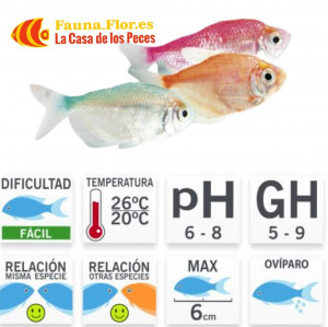 Tetra Monjita Color Surtido