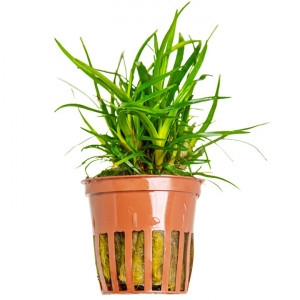 Eriocaulon sp.  " Vietnam" 