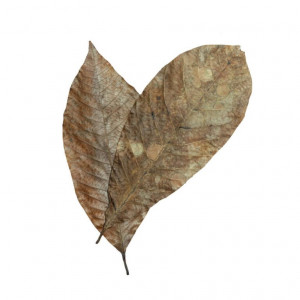 HabiStat Elements Rubber Leaves 10