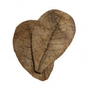 HabiStat Elements Catappa Leaves 10