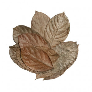 HabiStat Elements Jackfruit Leaves 10