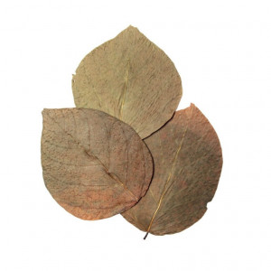 HabiStat Elements Dadap Leaves 10