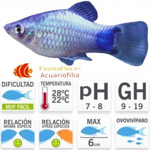 Platy Mickey Mouse Blue