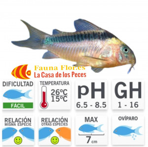 Corydora Rabauti O Corydora Marron