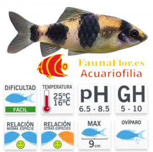 Barbo panda (Puntius melanampyx) 