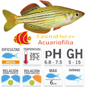 Pez Arcoiris Enano Melanotaenia maccullochi
