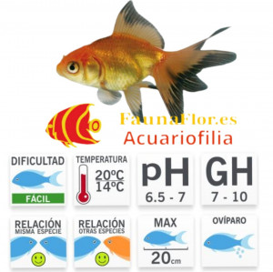 Fantail Rojo y Negro