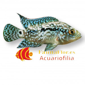 Ciclido Blue Jack Dempsey