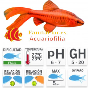 Barbo Cereza Titeya Long Fin