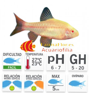 Barbo Cereza Titeya Gold