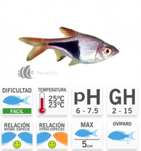 Rasbora Arlequín L